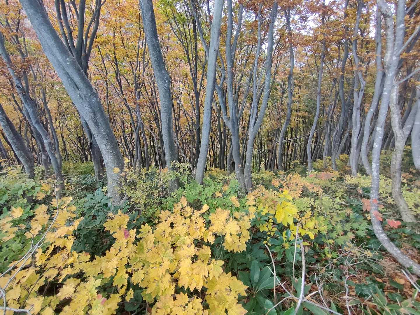 米山（谷根コース登山口）＜谷根コース＞の写真