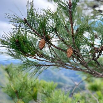 松ぼっくりさん
お元気で