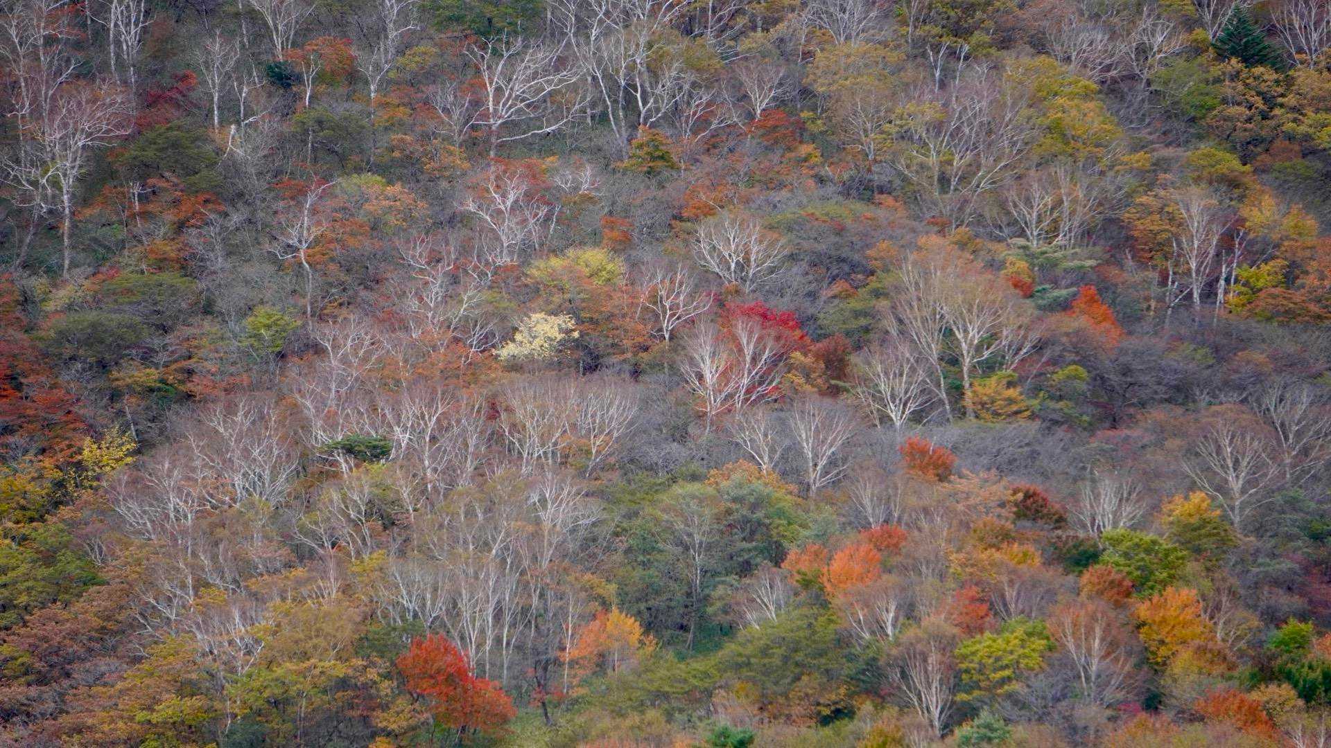 地蔵岳 往復コースの写真