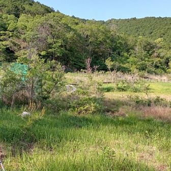 湿原は帰りに寄ります