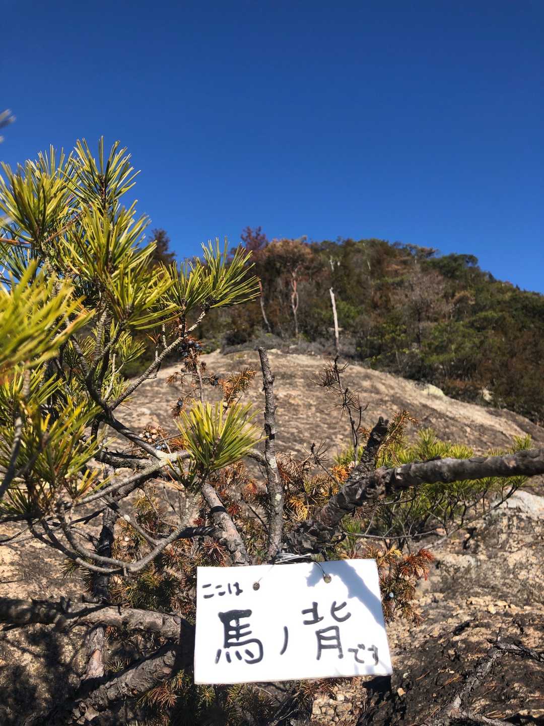 神ノ上山-奥の峰 周回コースの写真