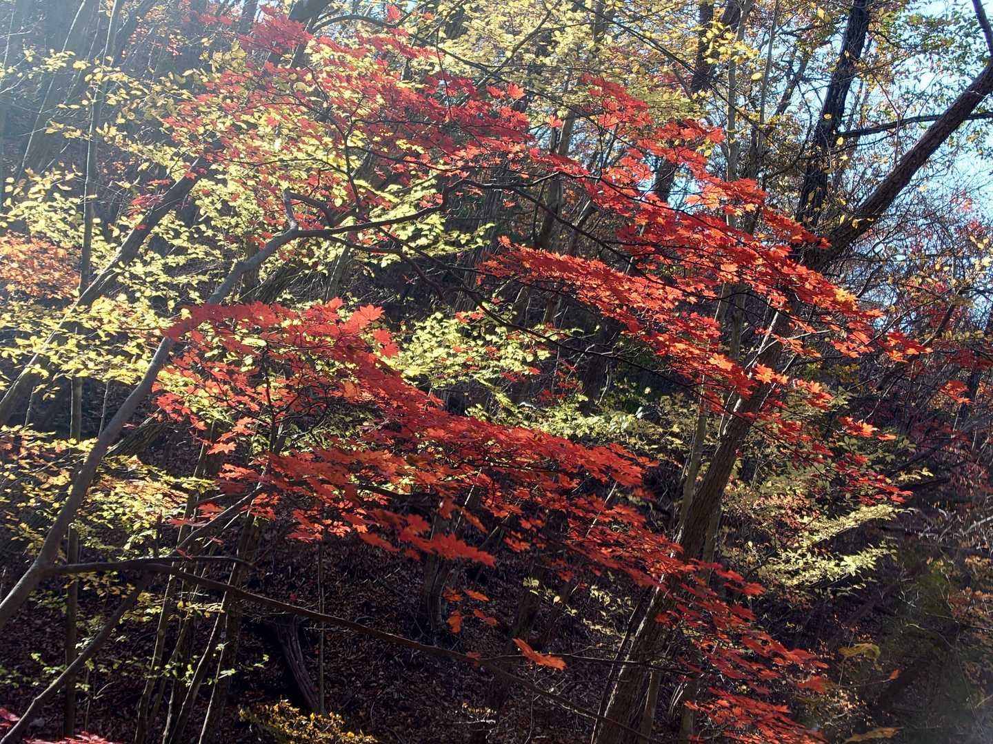 不動寺-鷹ノ巣山-黒滝山登山口 周回コースの写真