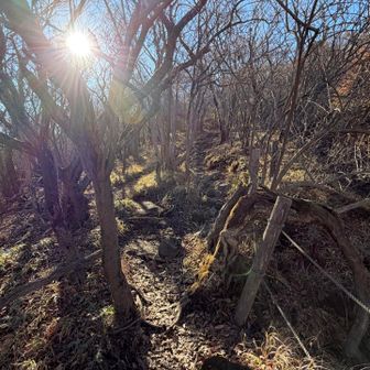 頂上付近とはうって変わって樹林帯。頂上とのギャップがまたええですね。