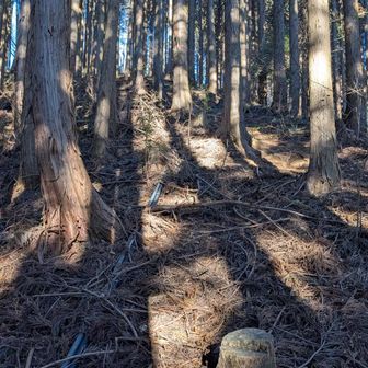 フィールドメモで急登となっていたのでちょっと躊躇してましたが困ったら木に手をつけられますので割と登りやすいところです。脚がご馳走にありつけてお喜びになってました😆