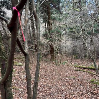 テープあれば　ハッキリするが
大岩🪨からの取り付きが　分かりにくいんで