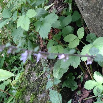 ピンボケ
紫の小さなお花は何かな？