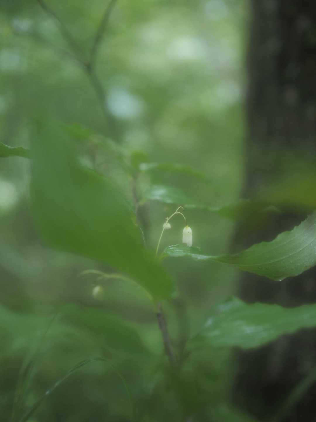 平標登山口-松手山 往復コースの写真