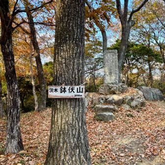 落葉いっぱいで滑りながら山頂到着
