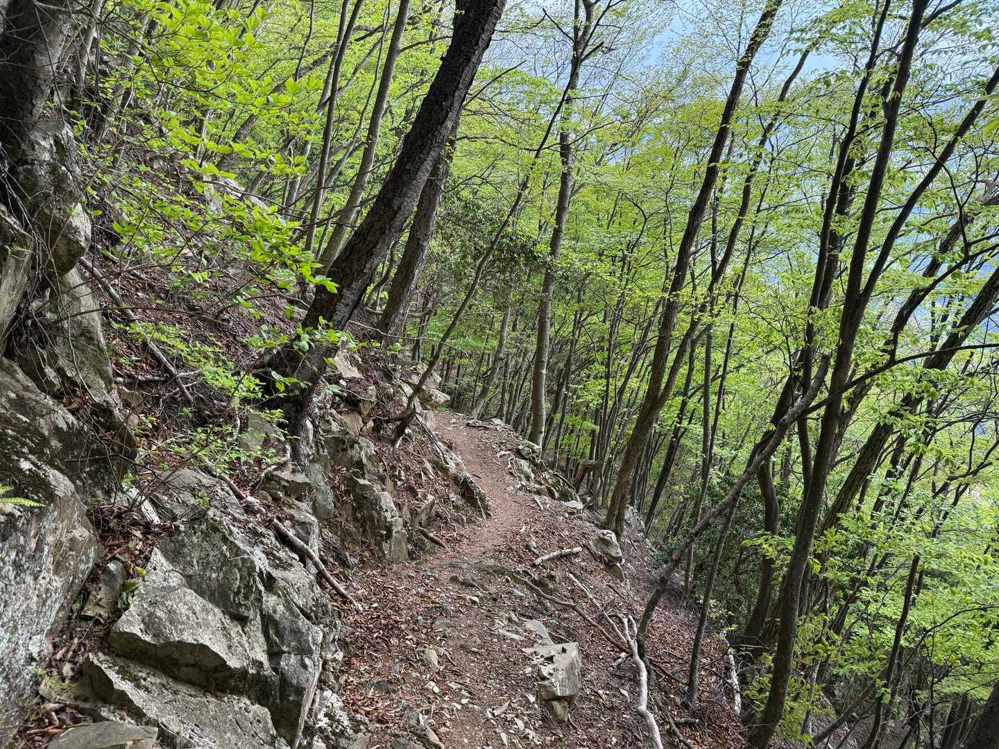 飛龍山（丹波バス停）＜ミサカ尾根＞の写真