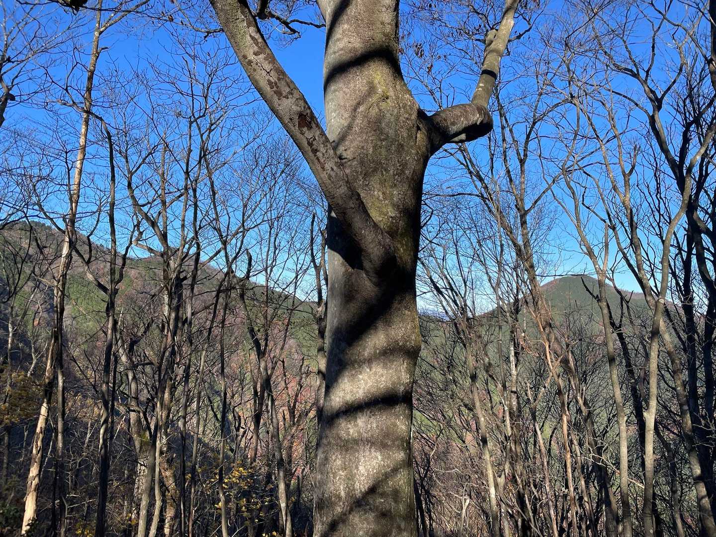 風が〜って言いながら武甲山と小持山、大持山を撮りました。ウノタワの帰りに歩くのだ🚶‍♀️