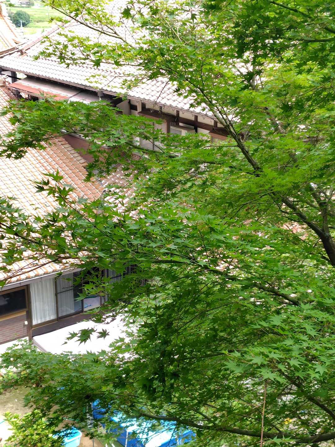 お寺の裏へ出てきたよ