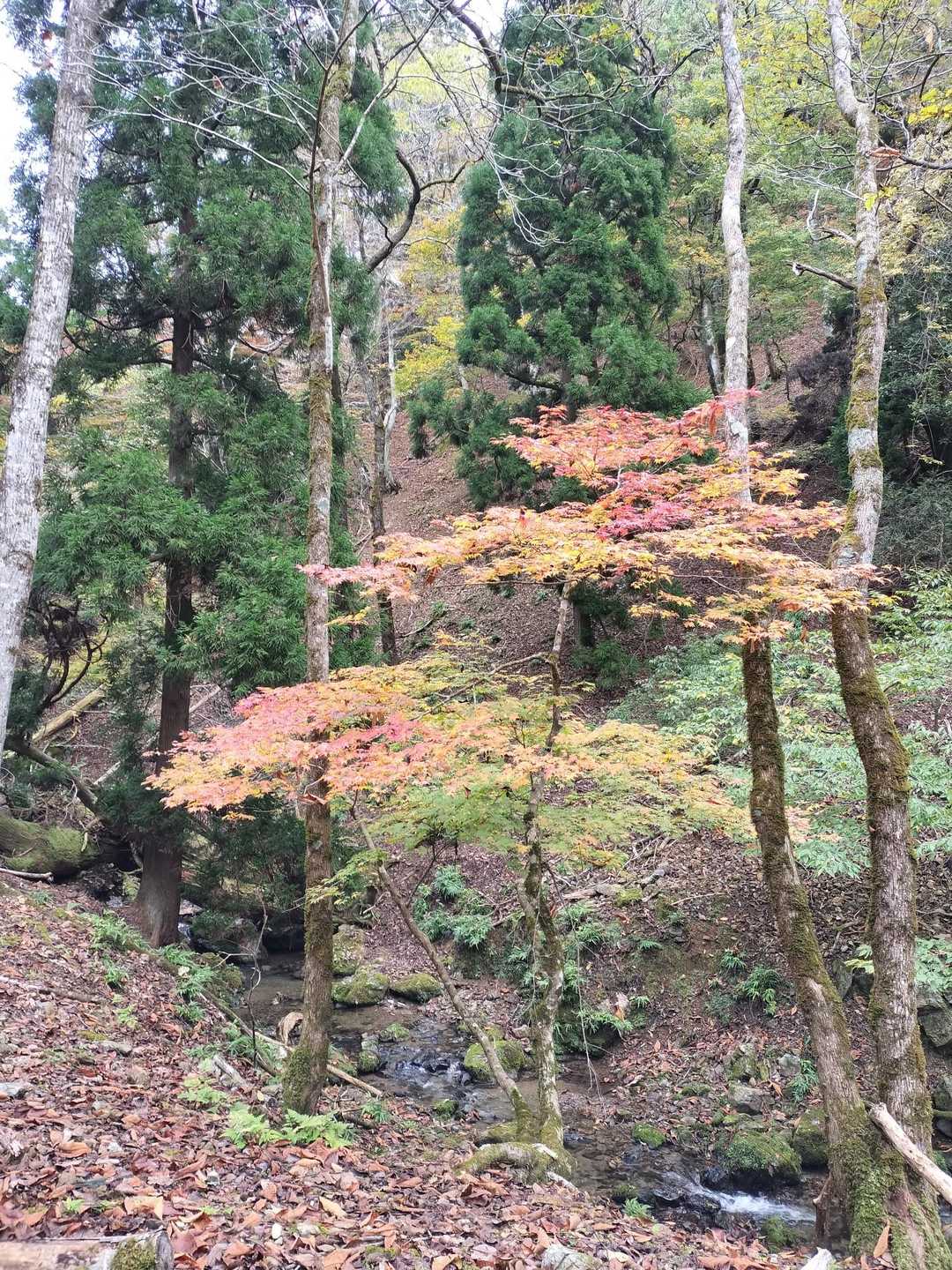 木地山前バス停-若狭駒ヶ岳-与助谷山 周回コースの写真