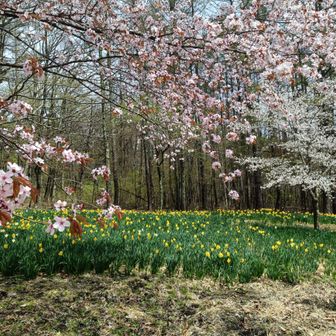 またまた桜と水仙〜想定外の水仙ワールドにずっと感激😲
会話も弾み…しばらく逆方向を歩いてた💦💦
