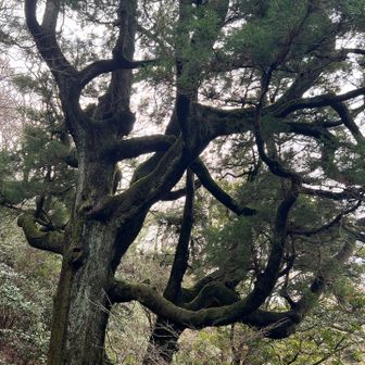 おはようございま杉🌲