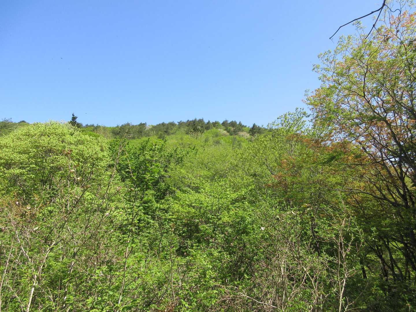 
山頂部かな？