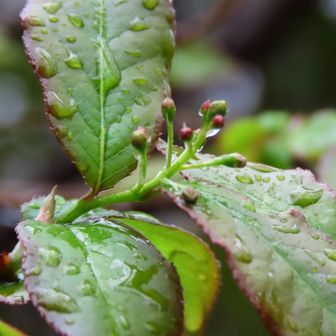 カマツカの花芽
