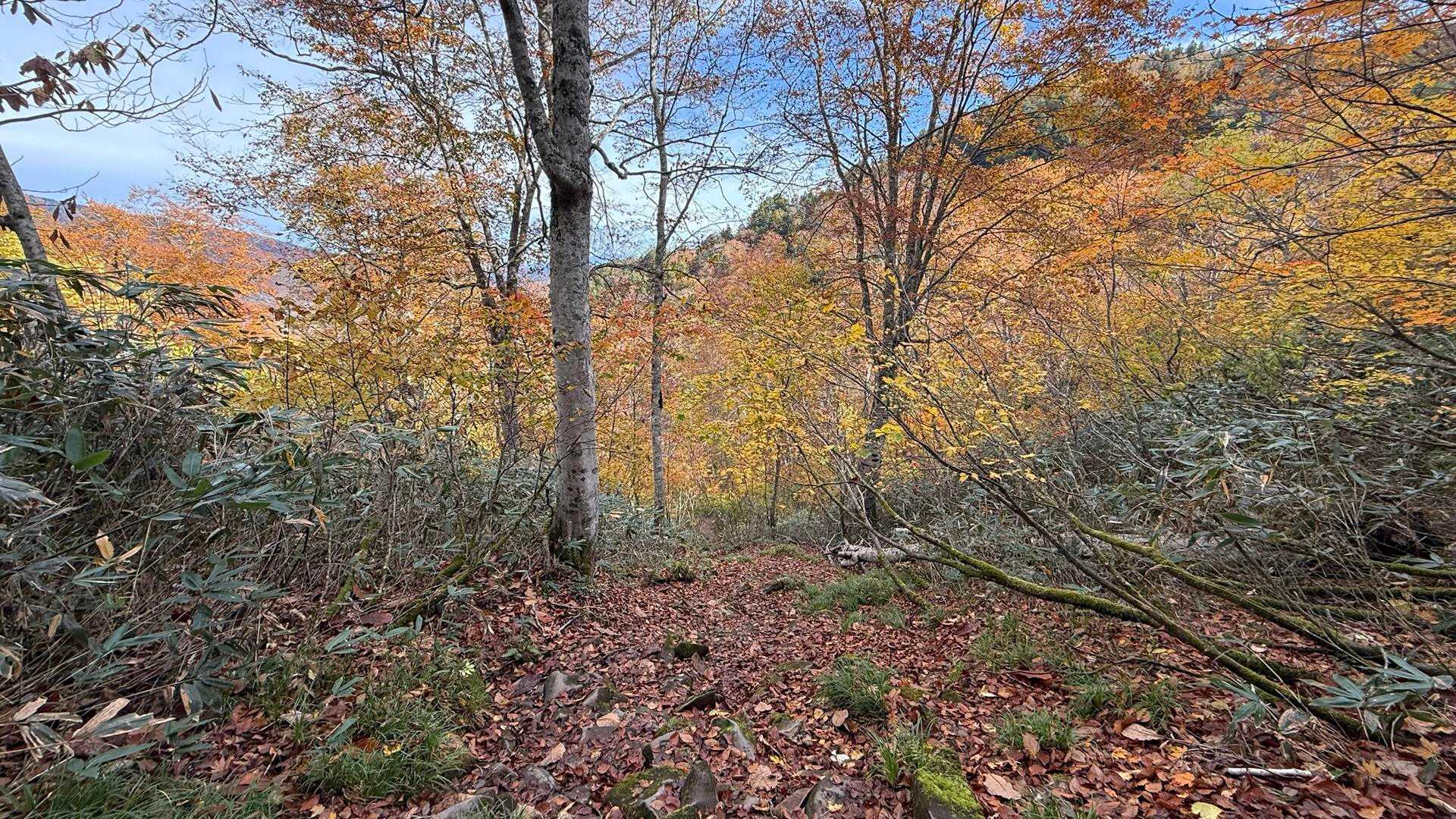 🍁