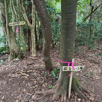 登山道歩きやすいし分かりやすい🚶‍♀️