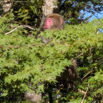 お猿さんお出迎えでご🐒