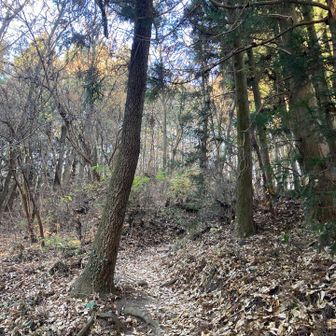 落ち葉がたくさん。