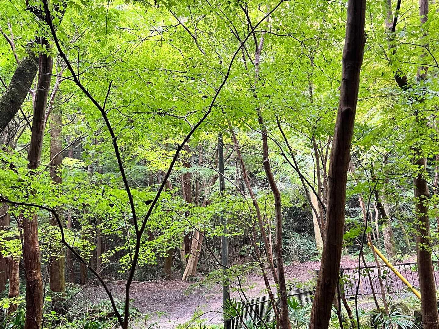 大龍寺-祐泉寺-二上山-岩屋峠 往復コースの写真