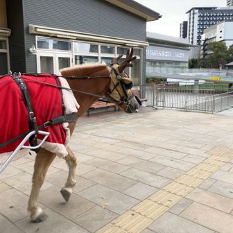 sy（エスワイ）