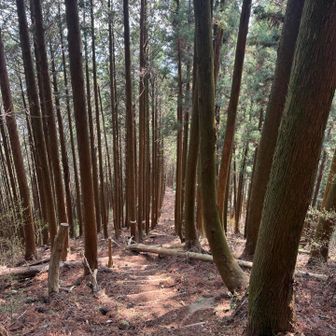 帰りは高尾山、高塚山を通って粟ヶ岳へ。