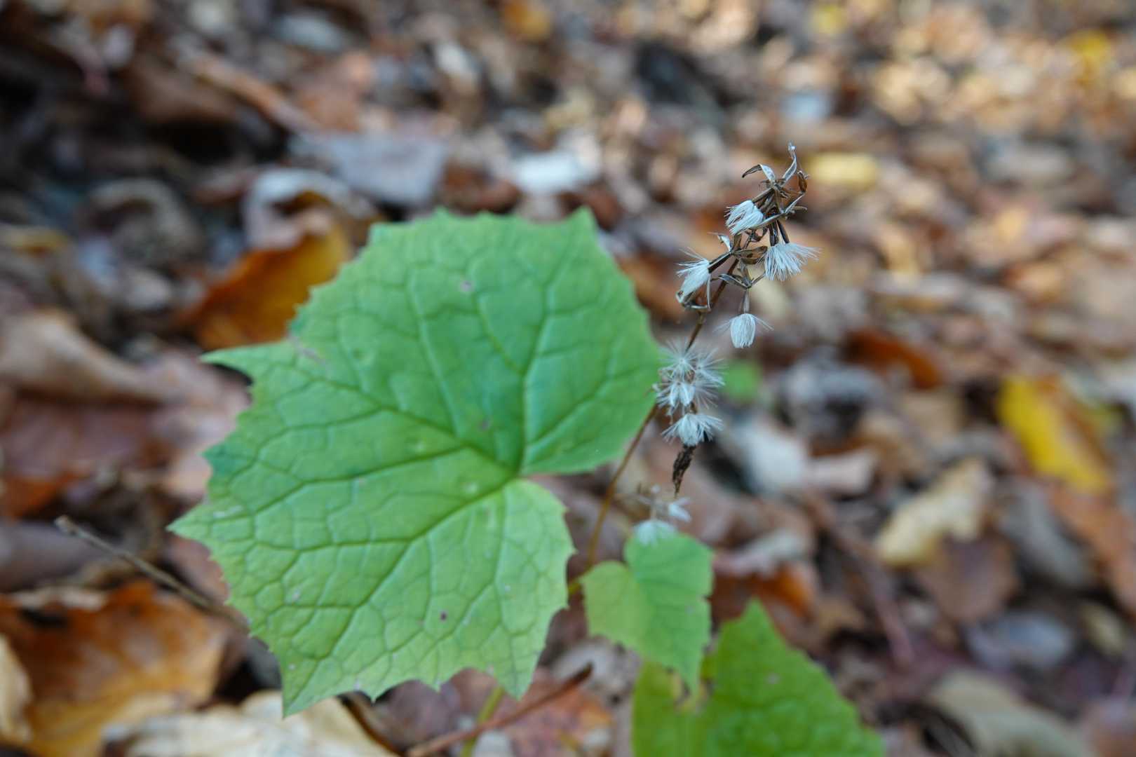 ミミコウモリ(耳蝙蝠)の花後を見たのは初めて