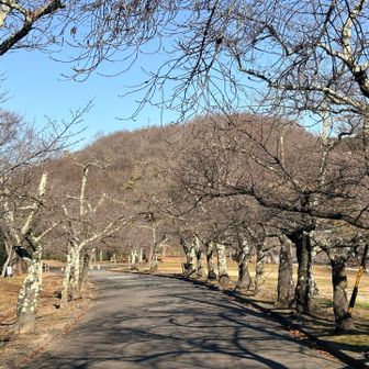 ここの桜並木、春になると綺麗なんだろうなあ
