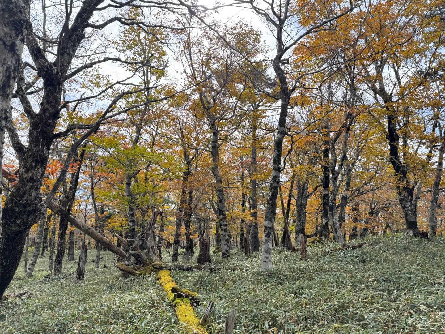 紅葉🍁も良い感じ🙆