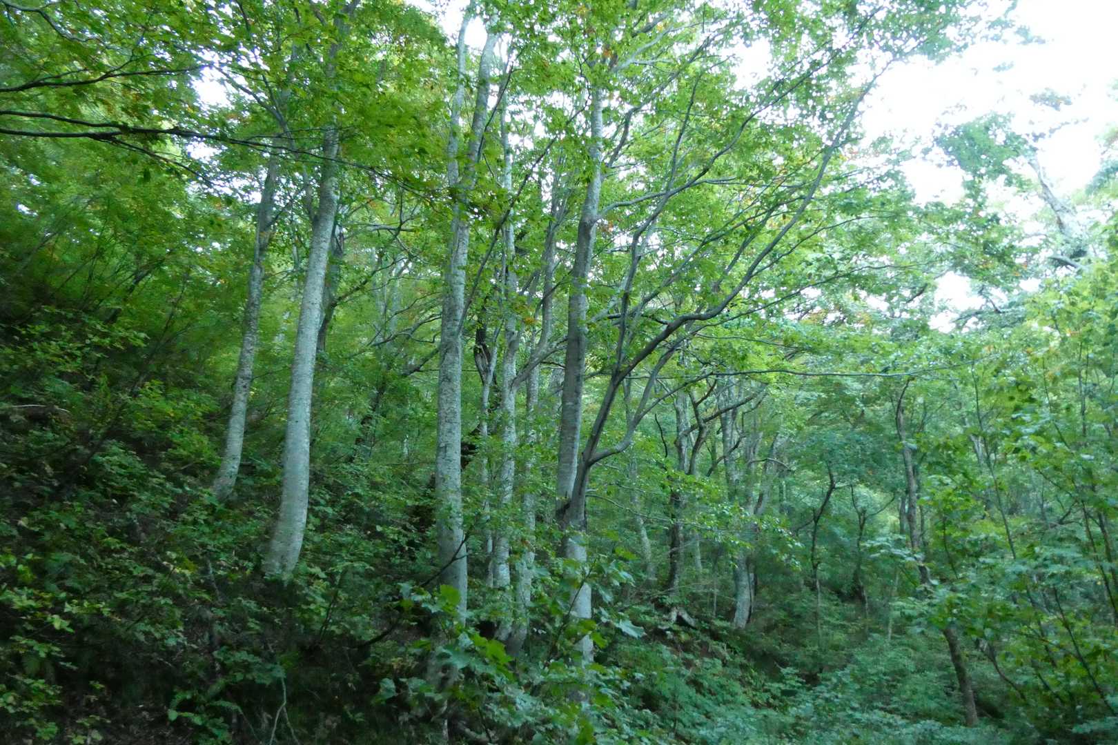 東北のブナは美しい。笹谷峠から白神山地まで世界遺産にしたいぐらいだ。