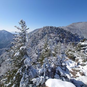 雪が増えてきてペースが上がらない…、積雪で垂れ下がった枝が行く手を阻みます