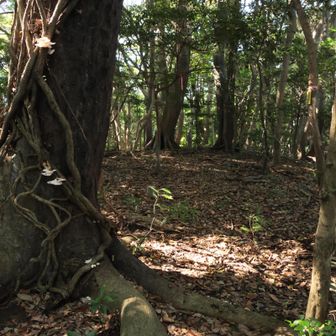 登頂
眺望無いよ