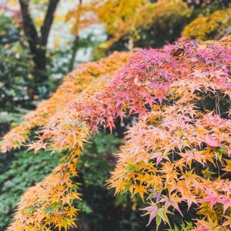 ԅ( ˘꒳˘ ԅ)でぃス