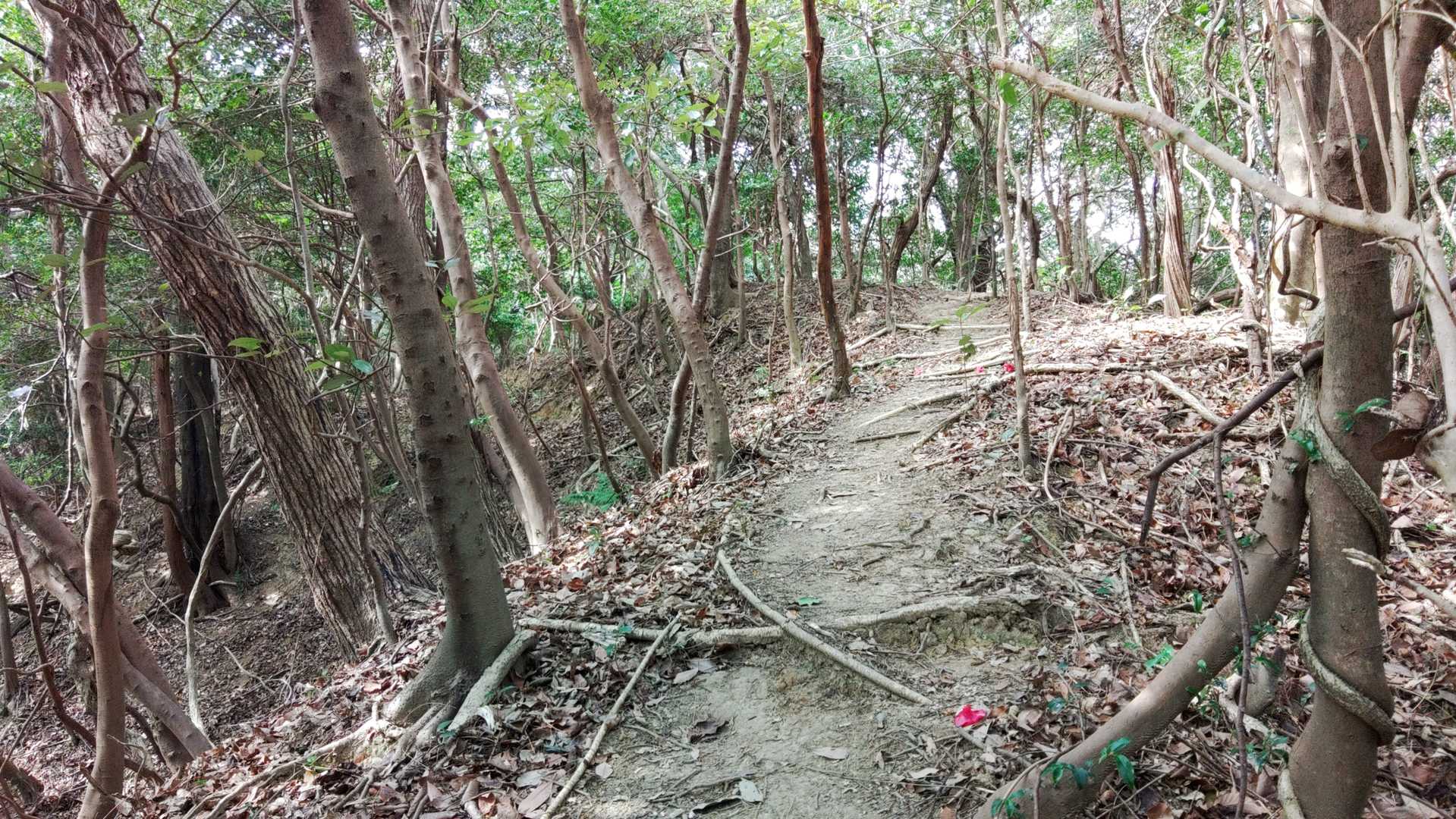 この先遊歩道に合流します。