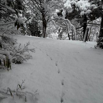 キャンプ場登山口からはアニマルトレースのみ🐇
でもまだ雪少ないから歩きやすこさん
30センチ位かなぁ。
30センチだし、ツボ足でも踏み抜かないけどやっぱりスノーシューつけると快適❤️