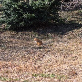 サバイバーがいた！