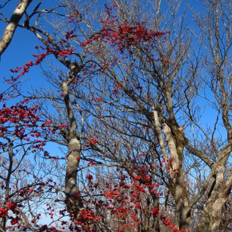 山頂付近のウメモドキ
名残り惜しいけど下山開始です