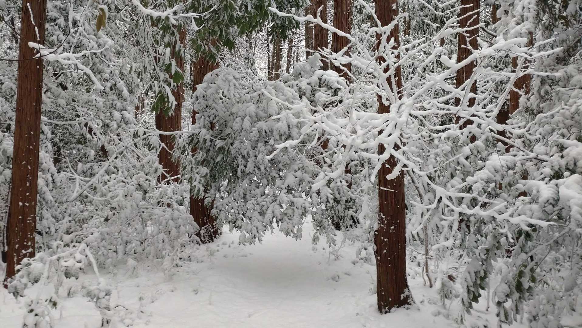 通せんぼされてる！
枝を揺らして雪を落としたら
普通に通れた😁