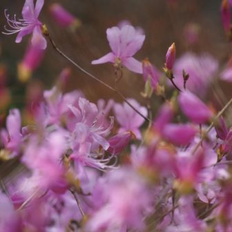 ツツジもお庭に咲いてます。