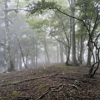 霧の森が幻想的