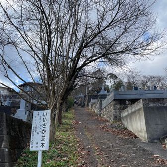 いいざか並木
桜の並木、春は綺麗だろうなぁ