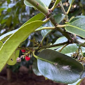 赤い実がなってます
とても肉厚の葉っぱ、初めてここにきたとき、「えー、これで葉書が届くんだ！」と感動したなぁ