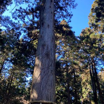 写真に撮りきれない大木ばかり