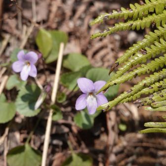 タチツボスミレ