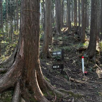 ここは巻かずに孫山へ