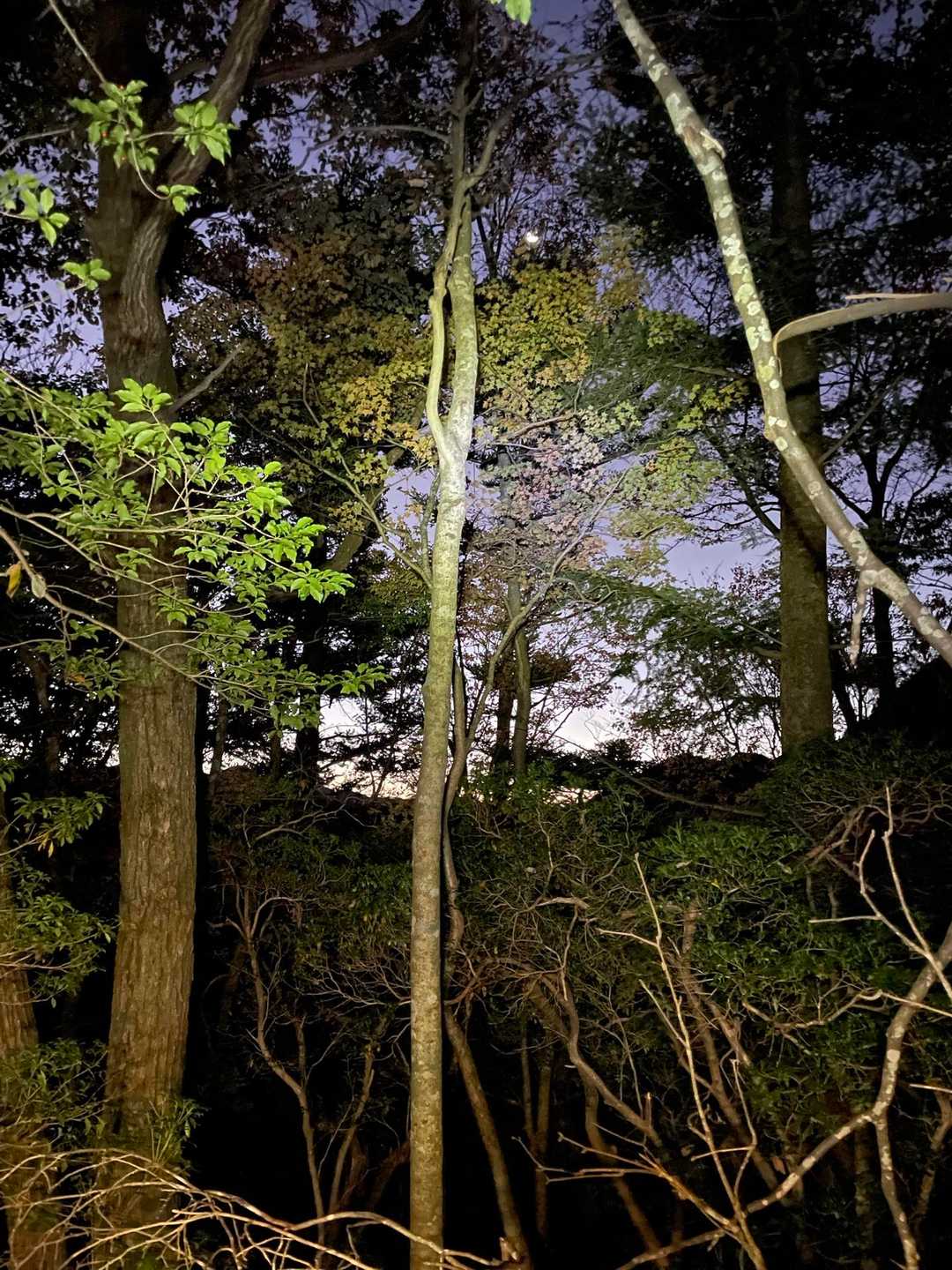 夜が明けてきました🌅