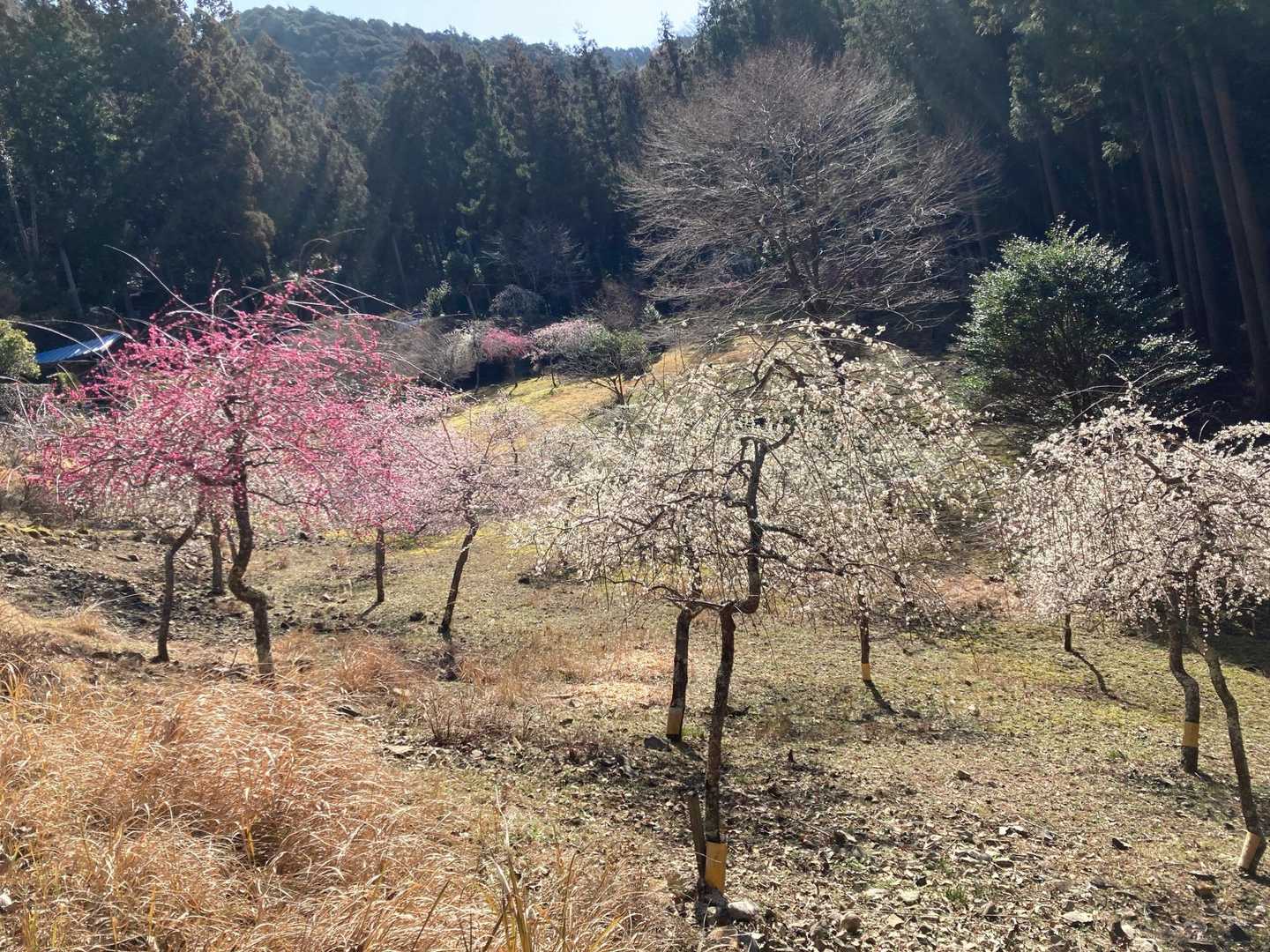 鉛山峠-鉛山 往復コースの写真