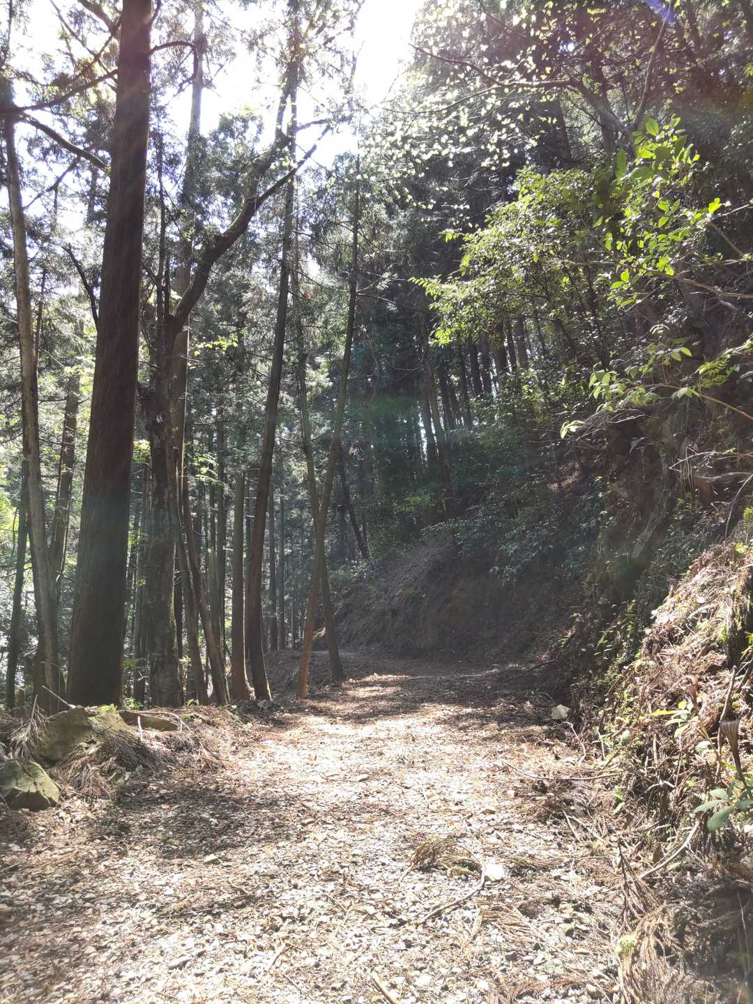 よく整備されていて歩きやすい
