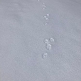 また足跡🐾　息子「これは犬🐕」
自分「全部オコジョに見える😭」